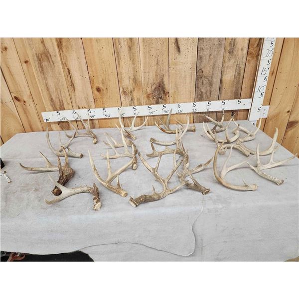 17.7 Lbs Of Whitetail Shed Antlers