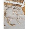 Image 2 : 17.7 Lbs Of Whitetail Shed Antlers