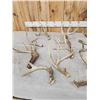 Image 4 : 17.7 Lbs Of Whitetail Shed Antlers