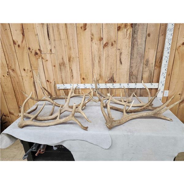 41.2 Lbs Of Elk Shed Antlers