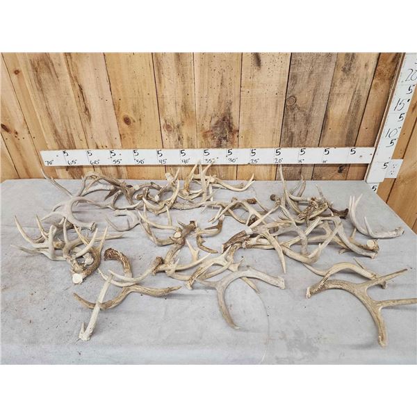 24.4 Lbs Of Whitetail Antlers Cut Below The Burr