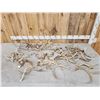 Image 1 : 24.4 Lbs Of Whitetail Antlers Cut Below The Burr