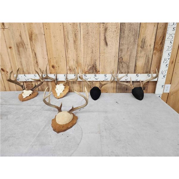5 Sets Of Whitetail Antlers On Plaques
