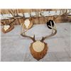 Image 4 : 5 Sets Of Whitetail Antlers On Plaques