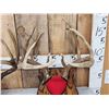 Image 2 : 4 Sets Of Whitetail Antlers On Plaques