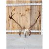 Image 1 : Big Set Of Caribou Antlers On Skull