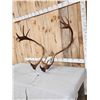 Image 3 : Big Set Of Caribou Antlers On Skull