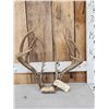 Mid 150 Class Wild 4x4 Whitetail Antlers On Skull Plate
