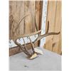 Image 3 : Mid 150 Class Wild 4x4 Whitetail Antlers On Skull Plate