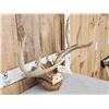 Image 3 : 5x5 Whitetail Antlers On Plaque
