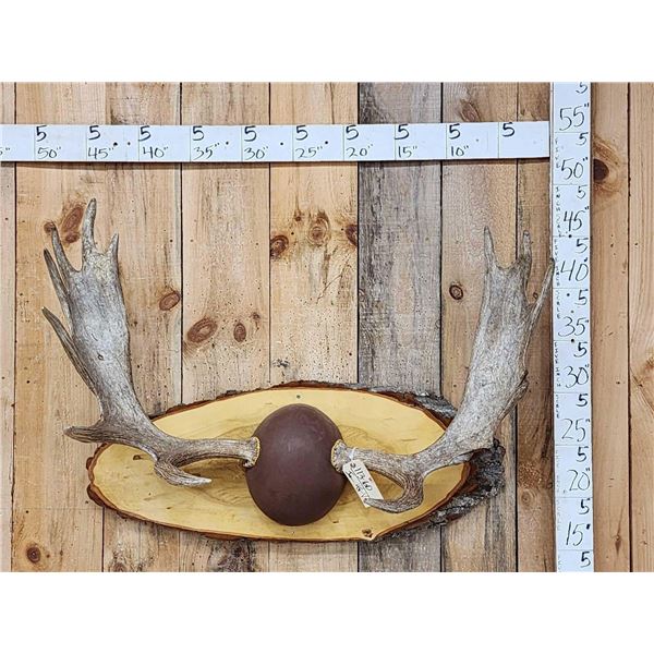 45" Wide Moose Antlers On Plaque