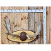 Image 1 : 45" Wide Moose Antlers On Plaque