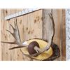 Image 2 : 45" Wide Moose Antlers On Plaque