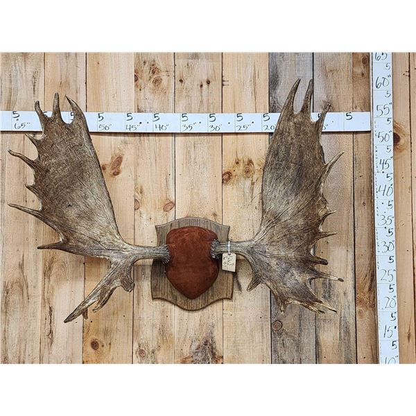 51" Wide Moose Antlers On Plaque