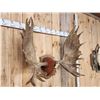 Image 3 : 51" Wide Moose Antlers On Plaque