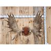 Image 4 : 51" Wide Moose Antlers On Plaque