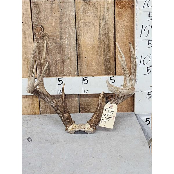 Wild 160 class Whitetail Antlers On Skull Plate