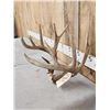 Image 4 : Wild 160 class Whitetail Antlers On Skull Plate