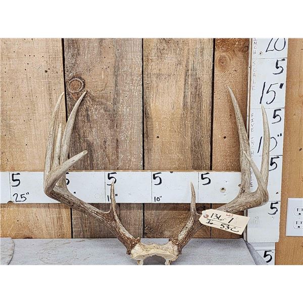 Wild 160 Class 4x5 Whitetail Antlers On Skull Plate