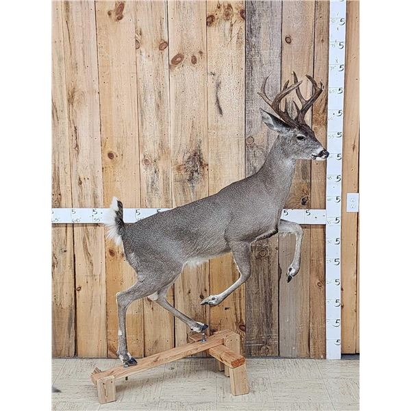 Rare Coues Deer Full Body Taxidermy Mount