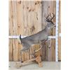 Image 1 : Rare Coues Deer Full Body Taxidermy Mount