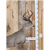Image 2 : Rare Coues Deer Full Body Taxidermy Mount