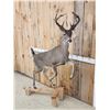 Image 4 : Rare Coues Deer Full Body Taxidermy Mount