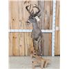 Image 5 : Rare Coues Deer Full Body Taxidermy Mount