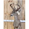 Image 6 : Rare Coues Deer Full Body Taxidermy Mount