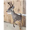 Image 7 : Rare Coues Deer Full Body Taxidermy Mount
