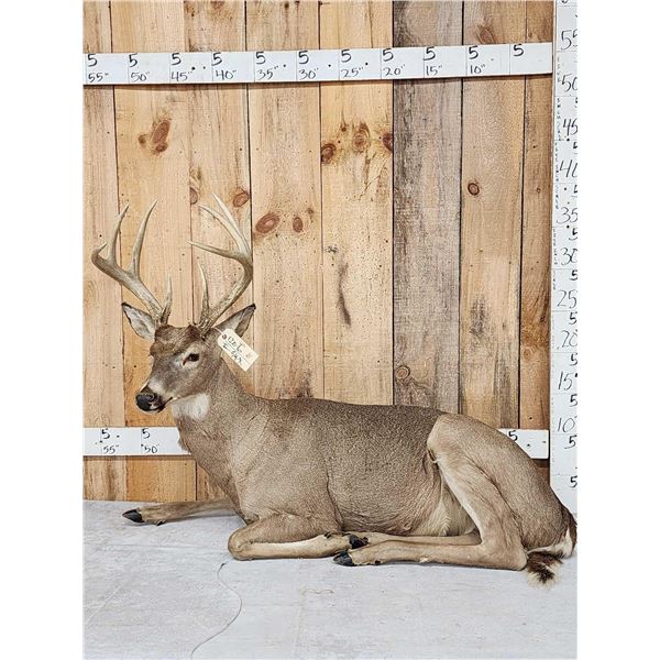 Big 4x4 Whitetail Deer Laying Down Full Body Taxidermy Mount