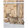 Image 1 : Big 4x4 Whitetail Deer Laying Down Full Body Taxidermy Mount