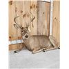 Image 2 : Big 4x4 Whitetail Deer Laying Down Full Body Taxidermy Mount