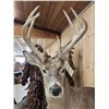 Image 5 : Big 4x4 Whitetail Deer Laying Down Full Body Taxidermy Mount