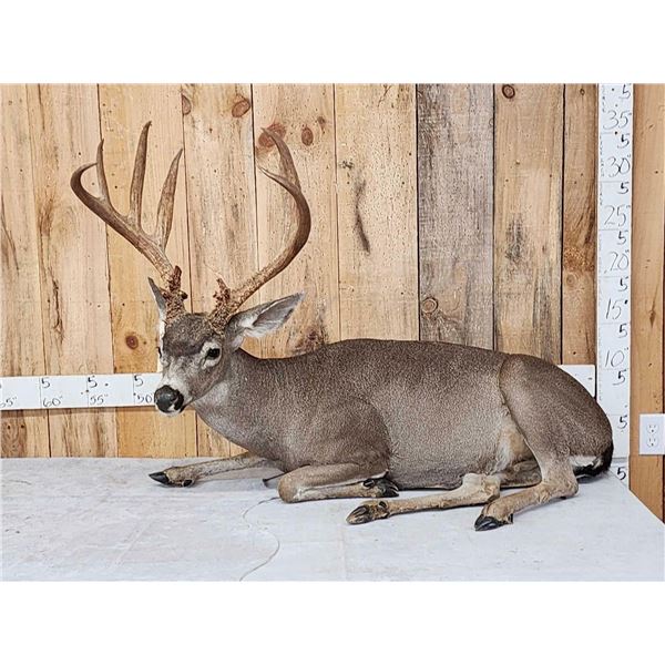 Outstanding Blacktail Deer Full Body Taxidermy Mount