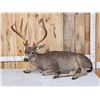 Image 1 : Outstanding Blacktail Deer Full Body Taxidermy Mount