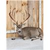 Image 2 : Outstanding Blacktail Deer Full Body Taxidermy Mount