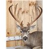 Image 3 : Outstanding Blacktail Deer Full Body Taxidermy Mount