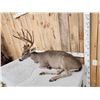 Image 4 : Outstanding Blacktail Deer Full Body Taxidermy Mount