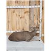 Image 5 : Outstanding Blacktail Deer Full Body Taxidermy Mount