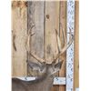 Image 6 : Outstanding Blacktail Deer Full Body Taxidermy Mount