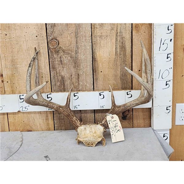 Bug 4x4 Whitetail Antlers On Skull Plate