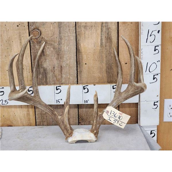 Wild High 160 low 170 Class Whitetail Antlers On Skull