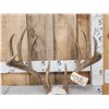 Image 2 : Wild High 160 low 170 Class Whitetail Antlers On Skull