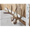Image 3 : Wild High 160 low 170 Class Whitetail Antlers On Skull