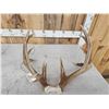 Image 7 : Wild High 160 low 170 Class Whitetail Antlers On Skull