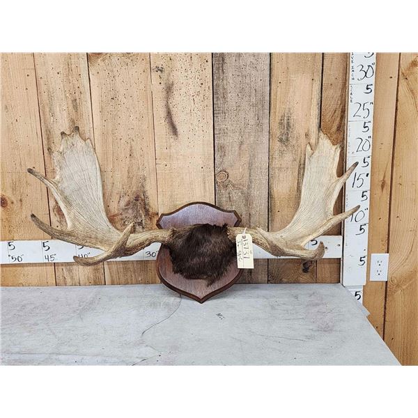 41" Wide Moose Antlers On Plaque