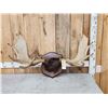 Image 1 : 41" Wide Moose Antlers On Plaque