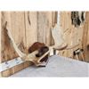 Image 2 : 41" Wide Moose Antlers On Plaque