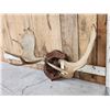 Image 3 : 41" Wide Moose Antlers On Plaque
